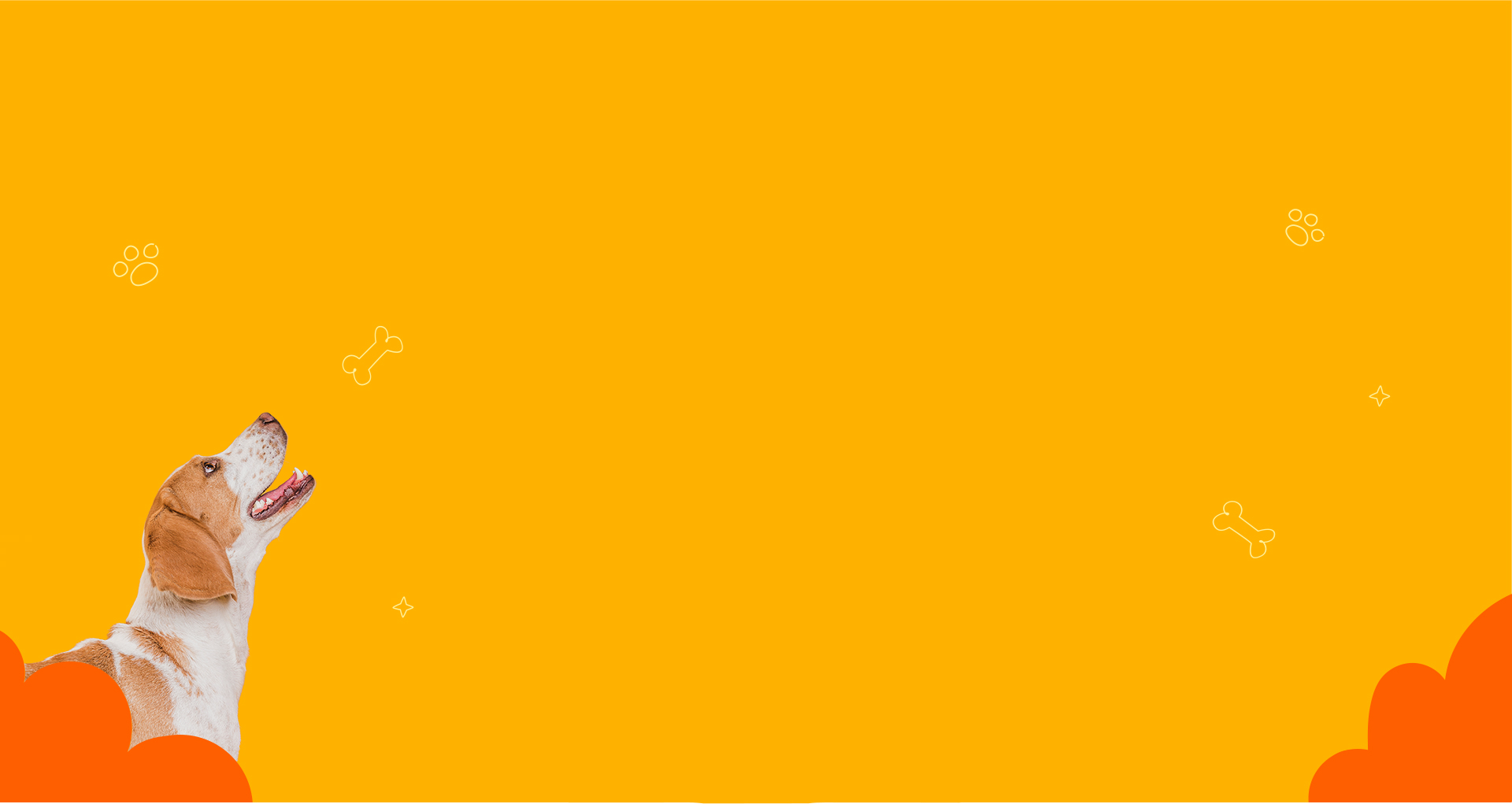 我的汪星人名字是?