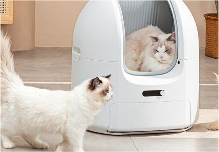 精细化养猫人群