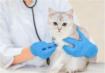 宠物健康需求人群