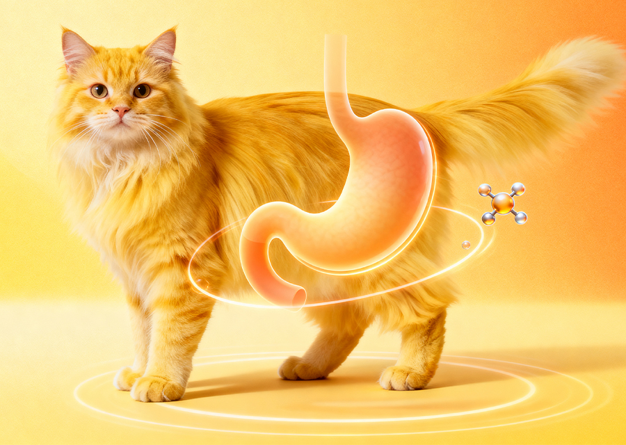 肠胃功能（玻璃胃救星/相关成分）