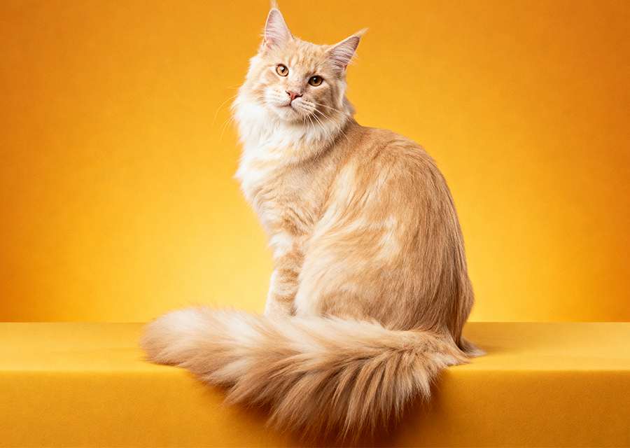 美毛功能（毛发亮泽/相关成分）