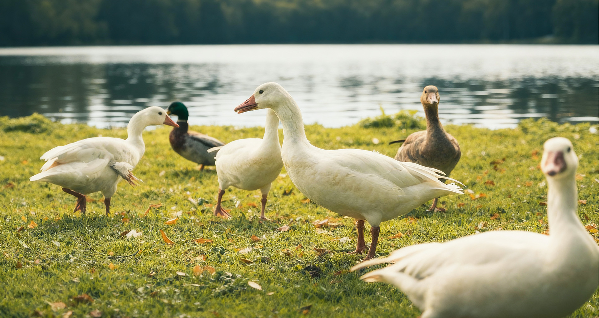长寿小狗，从四大领「鲜」开始