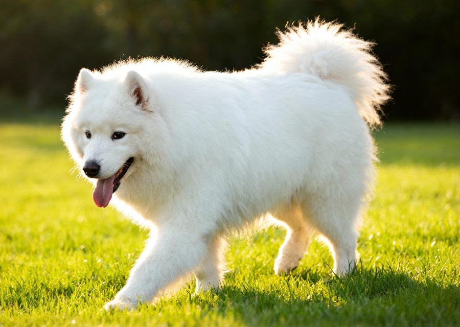 肥胖或患有胰腺炎的狗狗